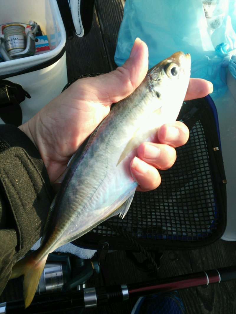 小浜湾筏のアジ釣り