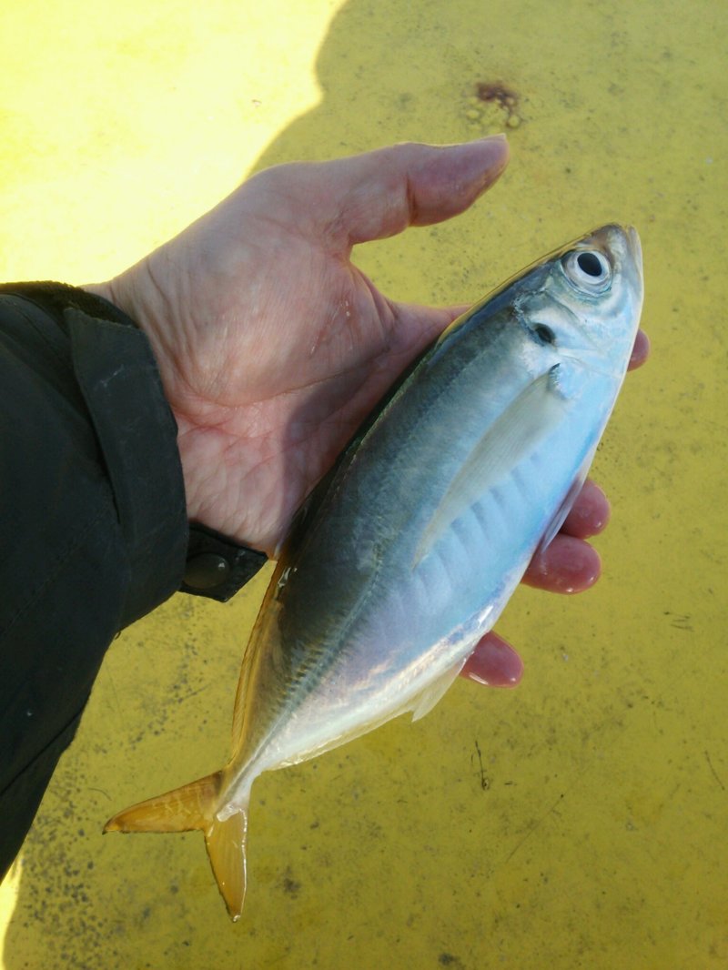 若狭大島の波止釣り