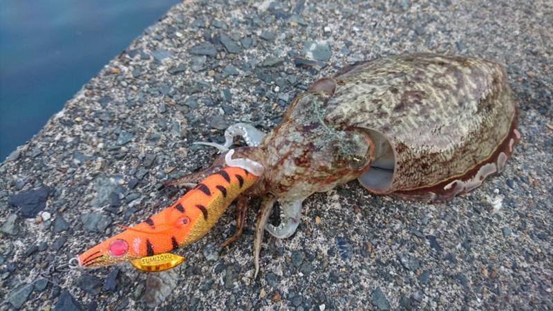 日本海コウイカはじめます