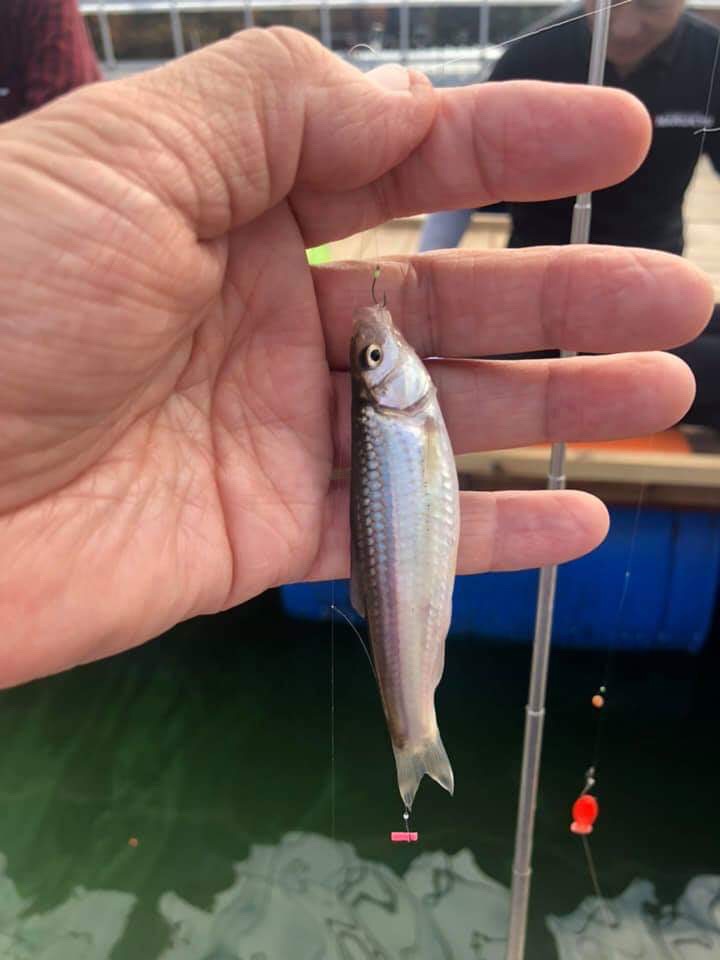 ワカサギスタイルの本モロコ釣り