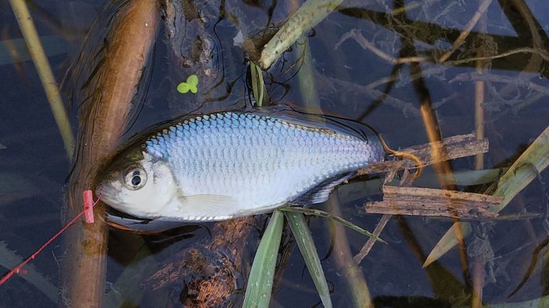 癒しの淡水小物釣り3