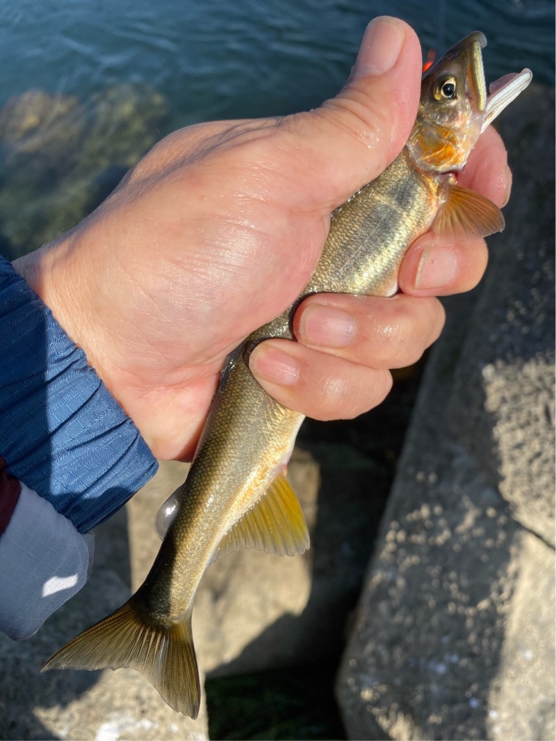 長良川落ち鮎釣り