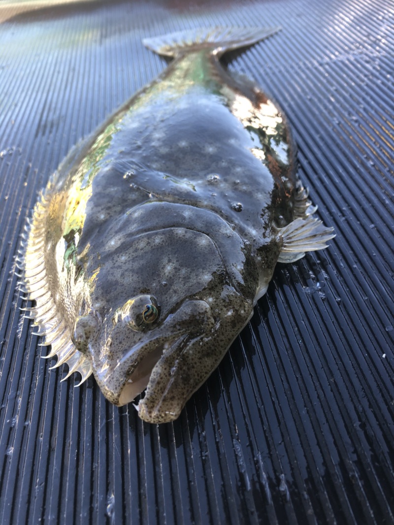 ヒラメ狙いのノマセ釣り!