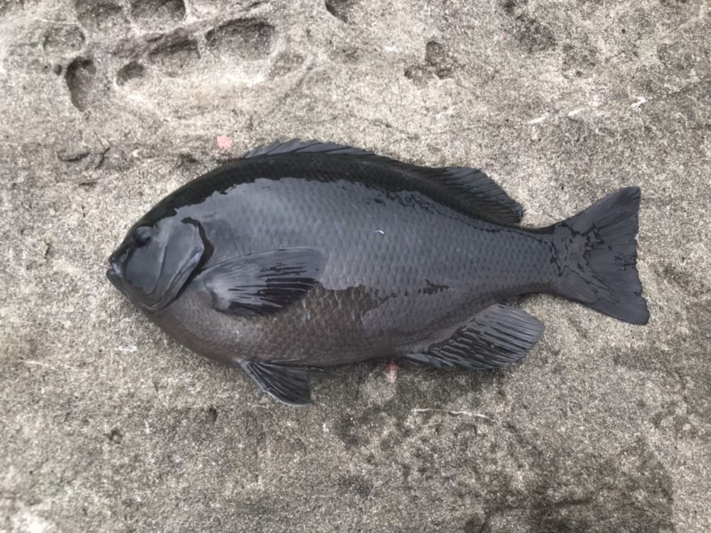 和歌山 磯ふかせ釣行