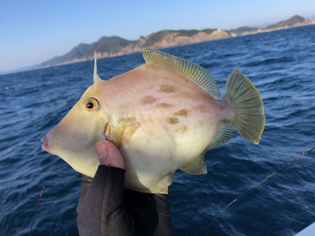 水天丸でカワハギ釣り!