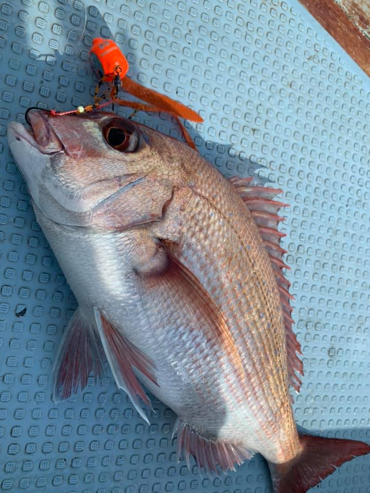 魚種多彩な徳島県伊島釣行