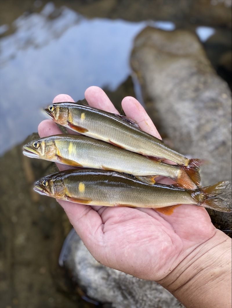 愛知川のアユえさ釣り