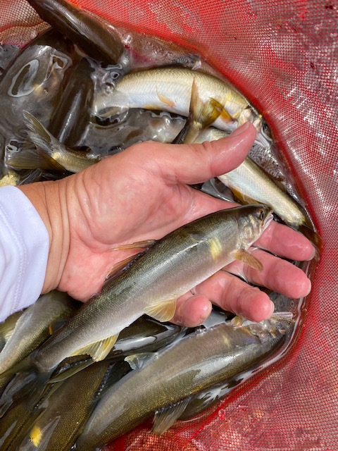 愛知川アユ餌釣り2