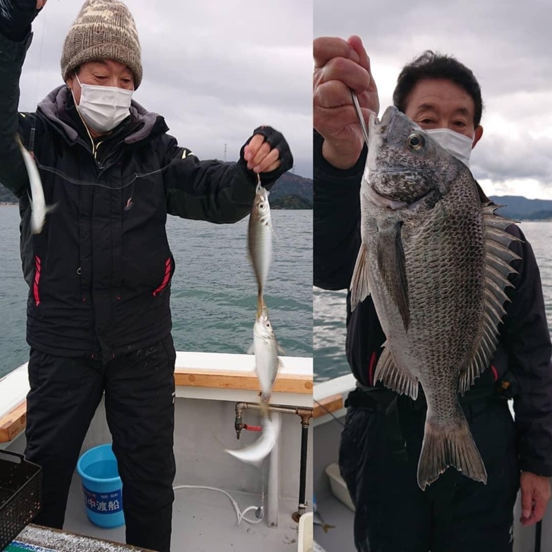 小浜湾のマアジ