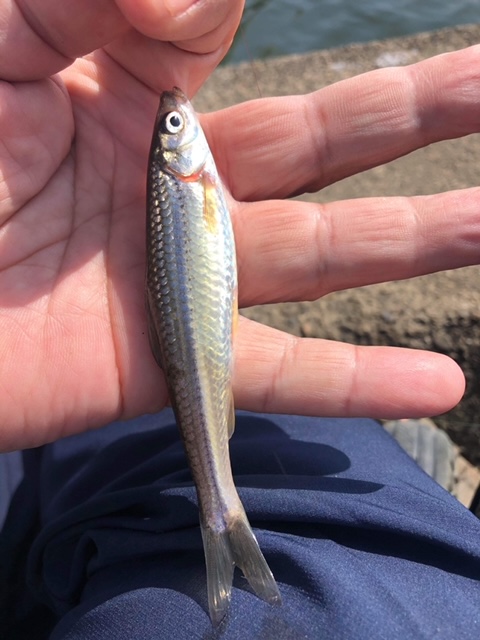 琵琶湖初本モロコ