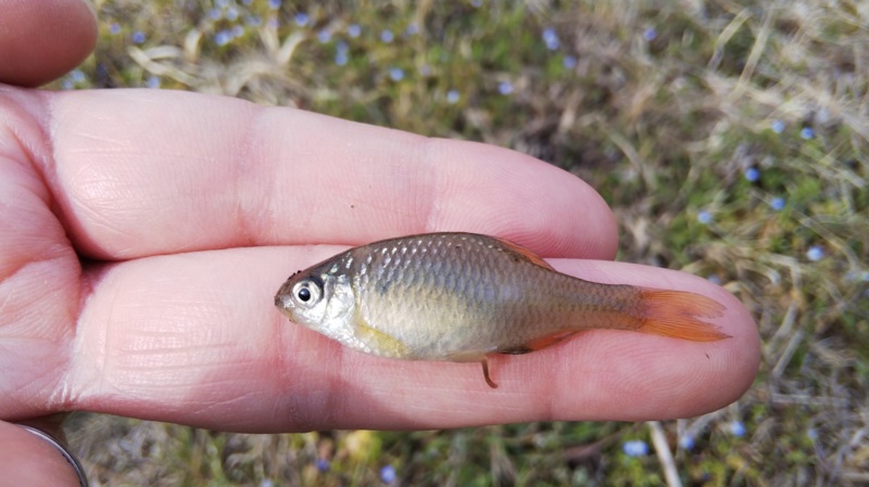 癒しの淡水小物釣り4