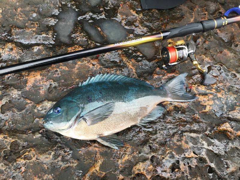 フカセ釣り 沖ノ島遠征