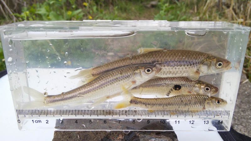 癒しの淡水小物釣り5