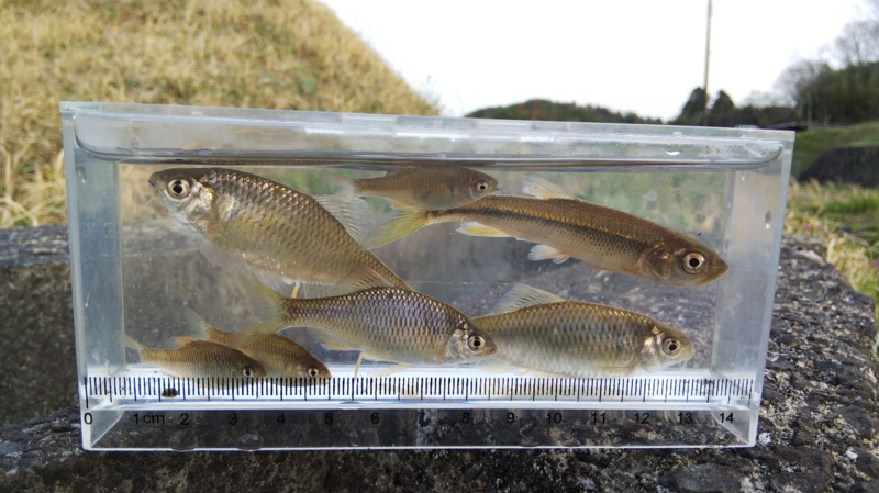 癒しの淡水小物釣り6