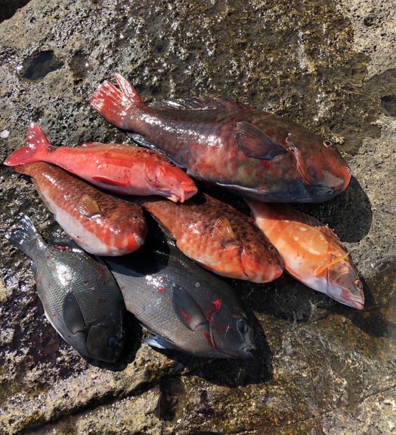 三重県梶賀 磯フカセ釣行