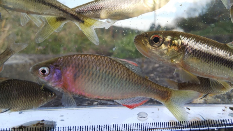 癒しの淡水小物釣り7