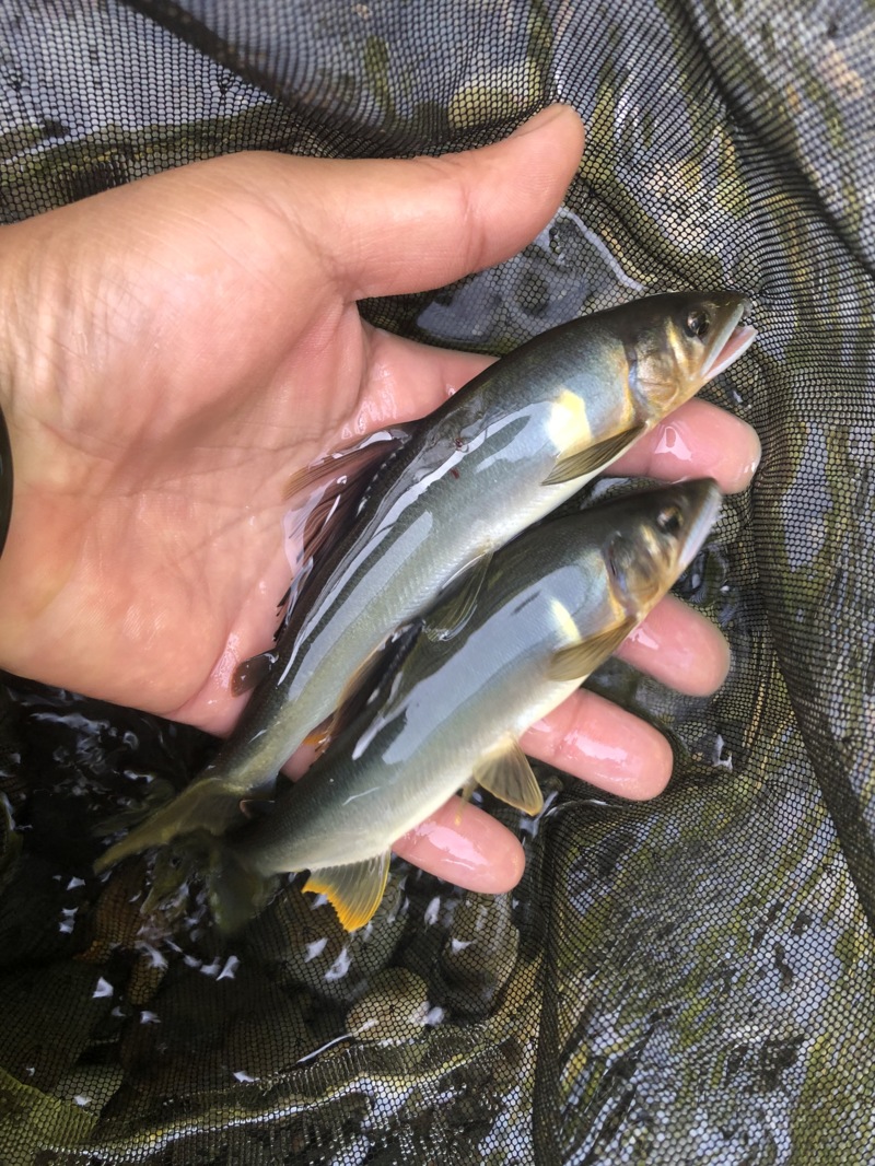 日高川 友釣り釣行