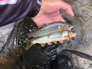 引き水狙いで日高川龍神へ!