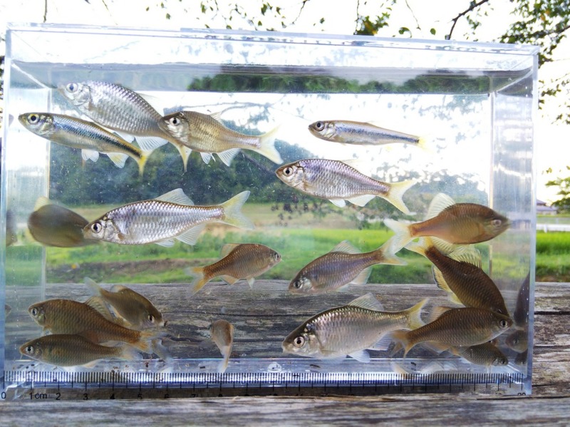 癒しの淡水小物釣り8