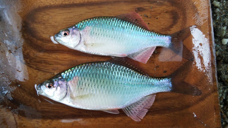 癒しの淡水小物釣り9