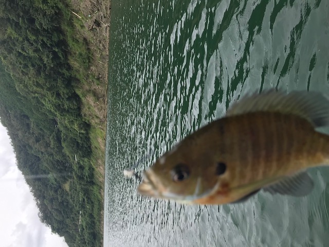 日吉ダムバス釣り