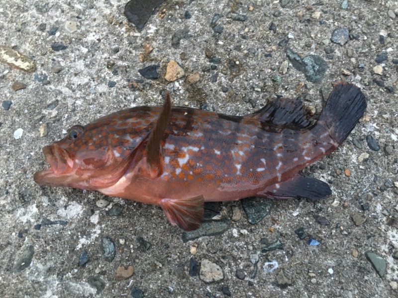 【エビ撒き釣り】二見人工島にてアコウ!