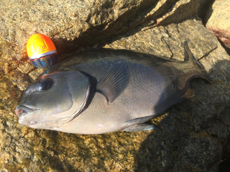 【エビ撒き釣り】和歌山にてシオ、グレ!