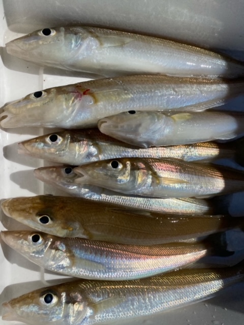 落ちキス釣り