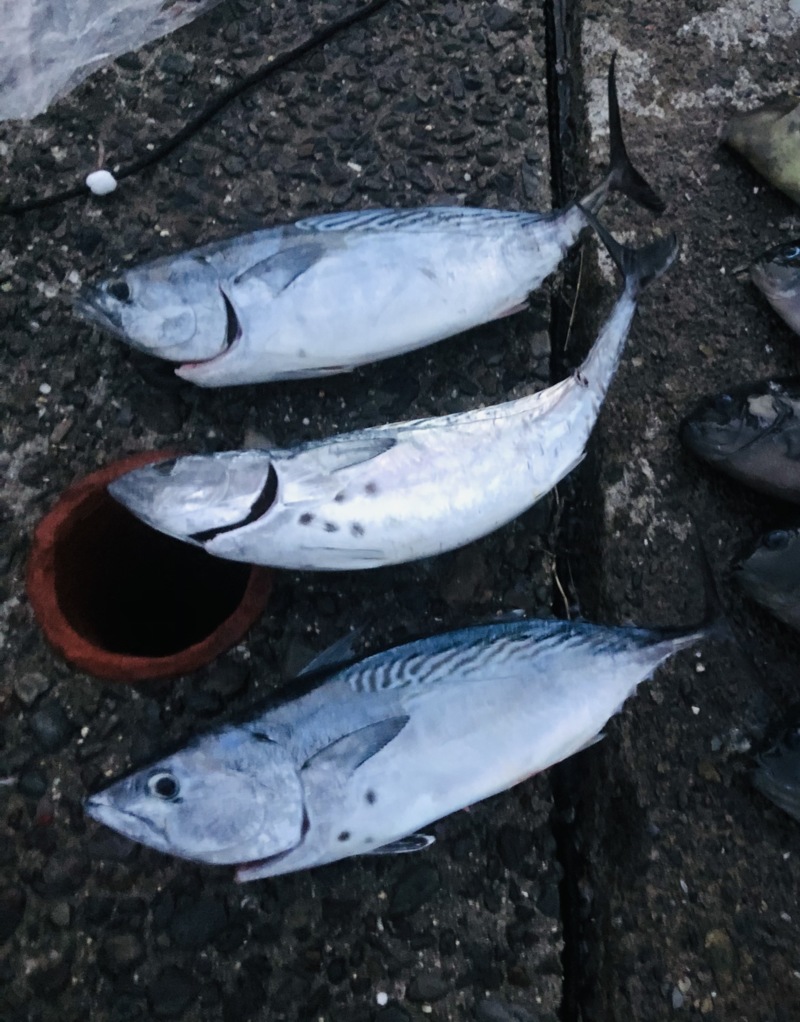 最高に美味いヤイトガツオを釣りに!