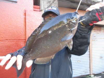 三重県梶賀 磯フカセ釣行