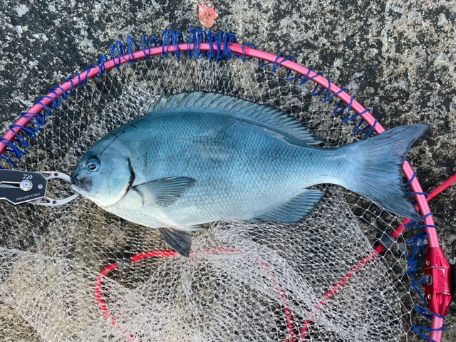 すさみ グレ釣り