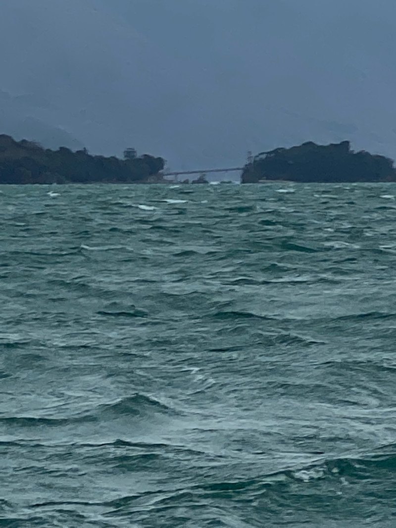 小浜湾のマアジ