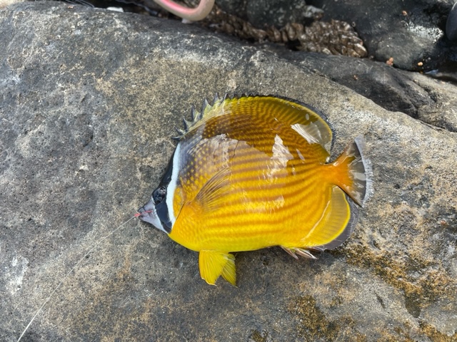 すさみ 磯初釣り