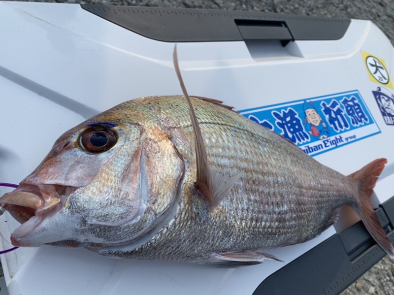 タイラバ釣行
