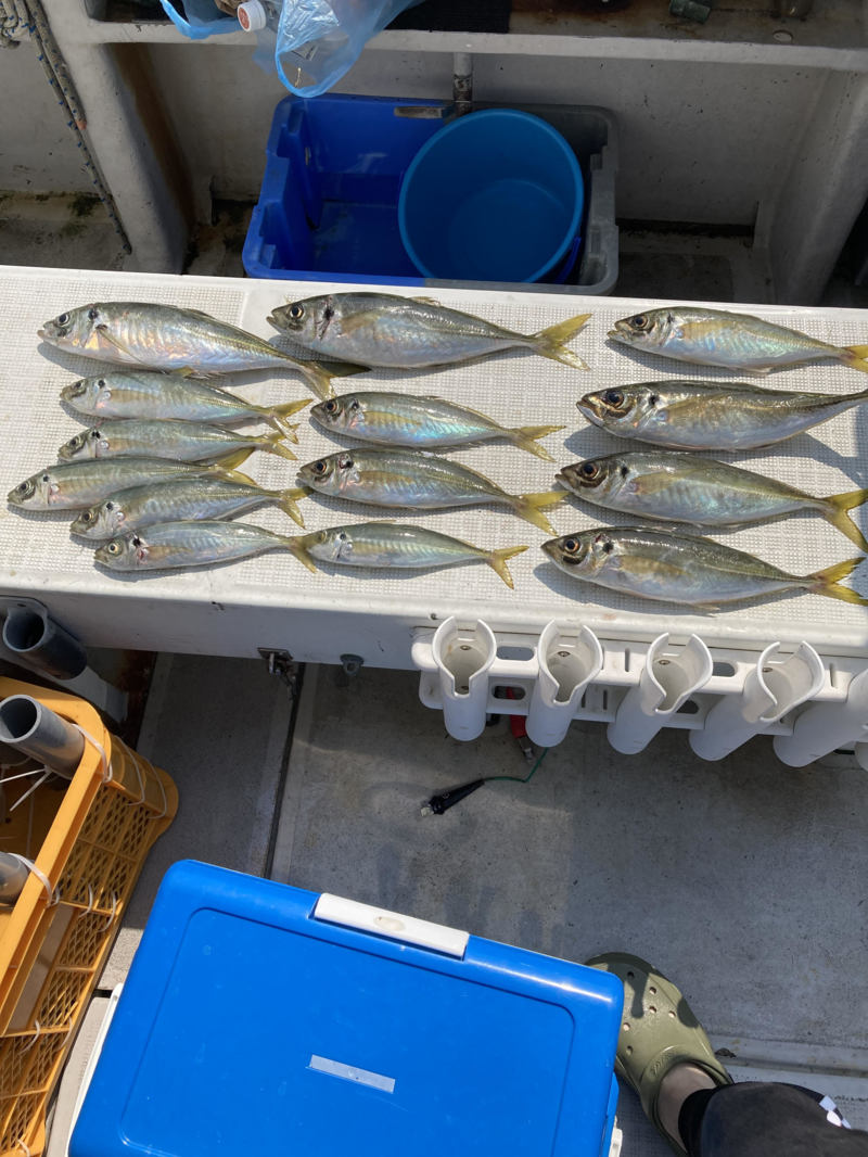 鯵、青物釣りです!”
