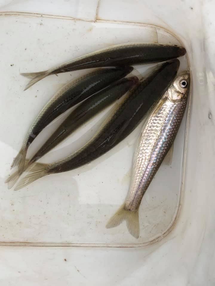 琵琶湖本モロコ3