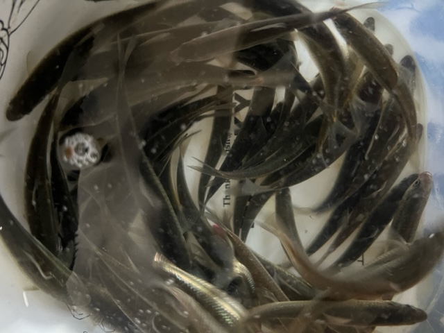 琵琶湖ホンモロコ4