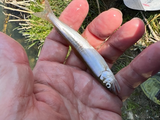 琵琶湖小鮎1