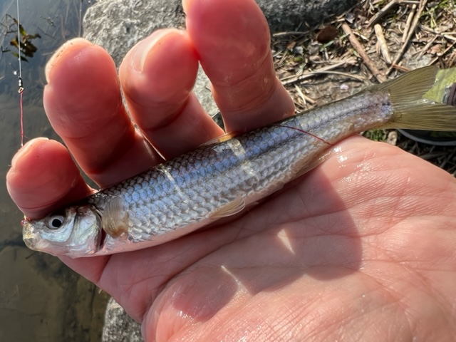 琵琶湖ホンモロコ5