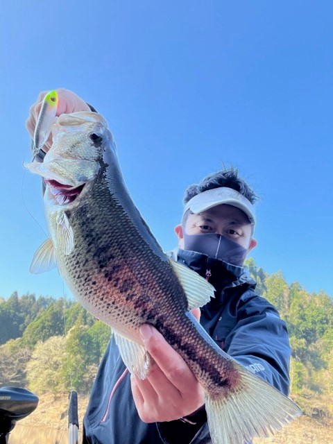春全開!高山ダムのトップ情報