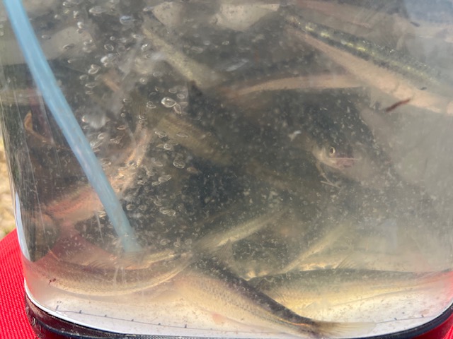 琵琶湖ホンモロコ7