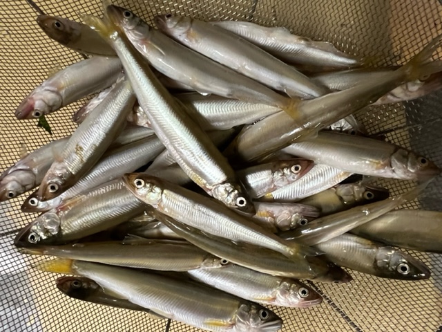 琵琶湖小鮎2