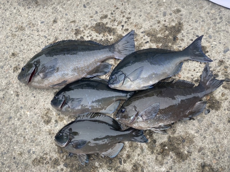 シーズン終盤の磯グレ釣行
