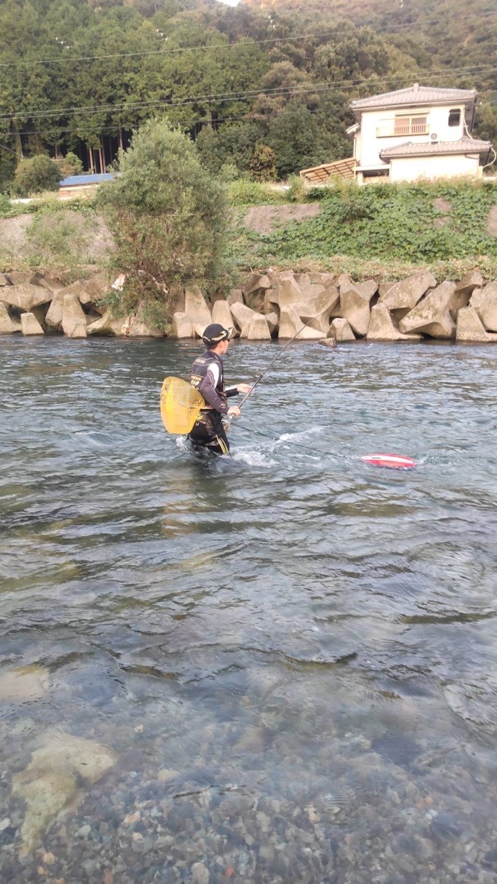 最終盤の鮎の友釣りin揖保川‼️