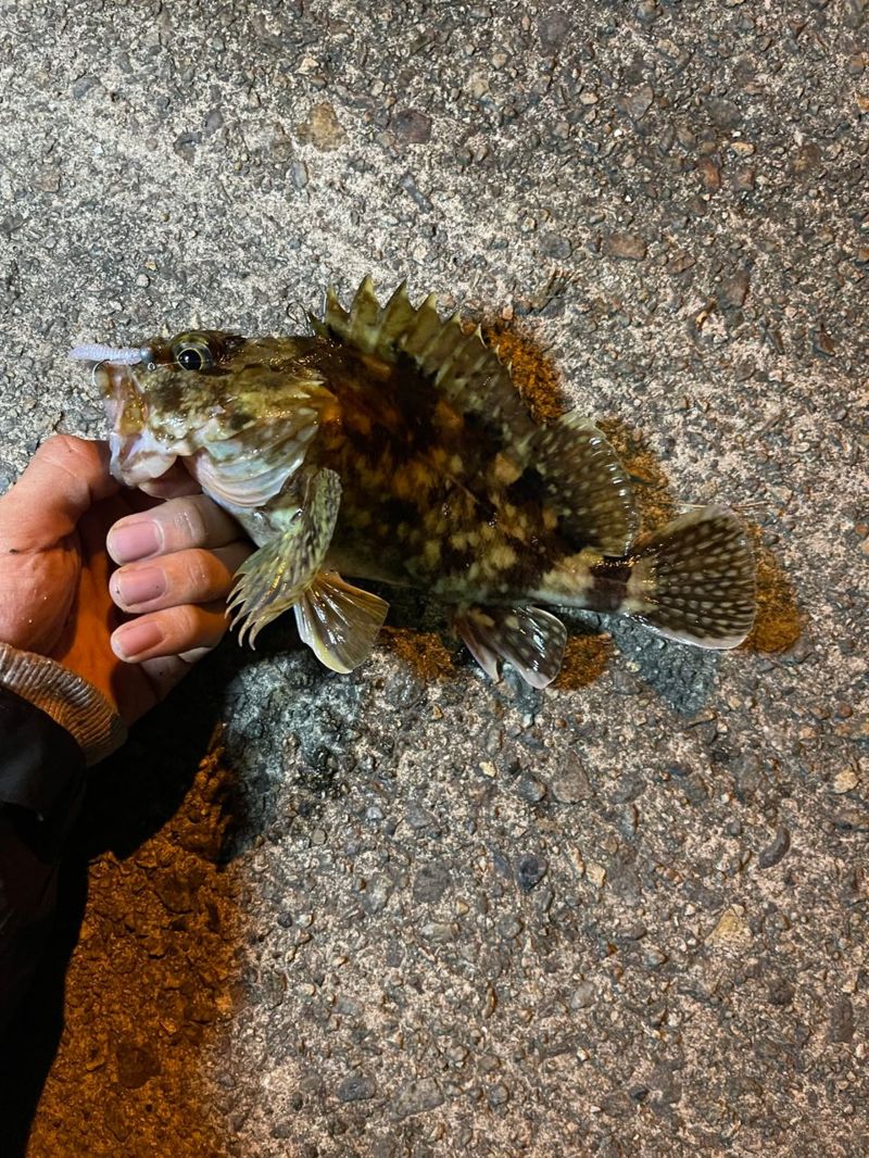 日本海天橋立付近のアジング 宵姫天初出動!!