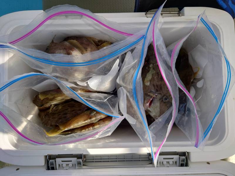 カワハギシーズンラスト釣行