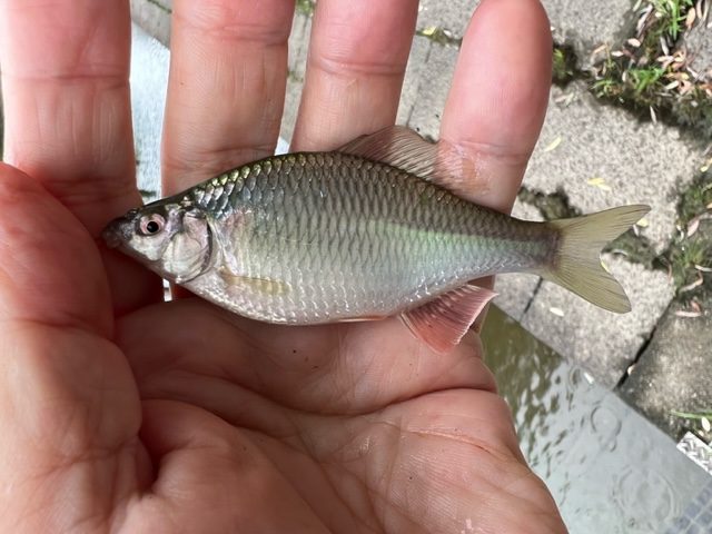 タナゴ釣り