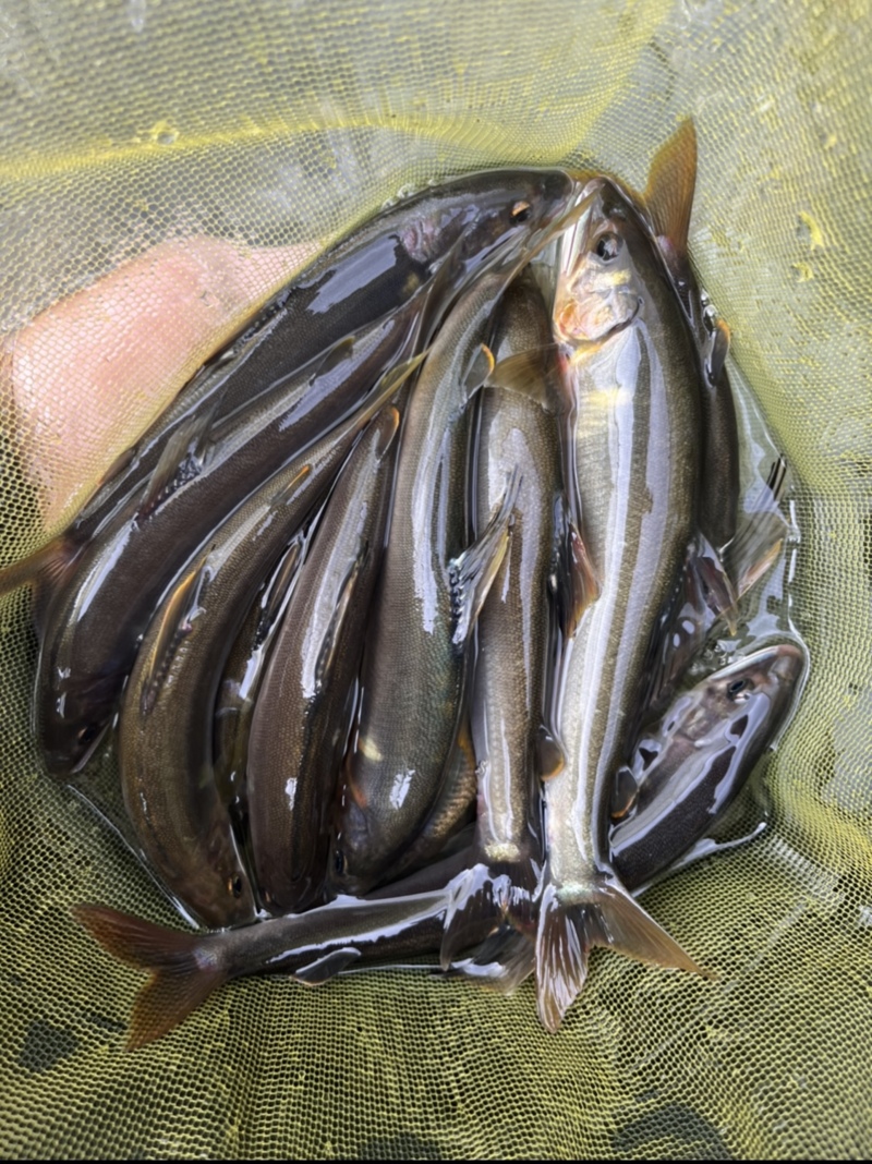 台風一過の友釣り