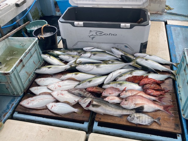 シーズン真っ盛り 沼島の落し込み!