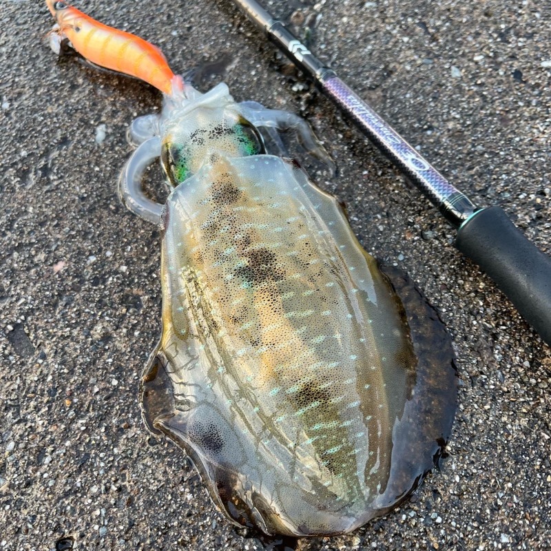 まさかまさかのキロアップ確保‼️